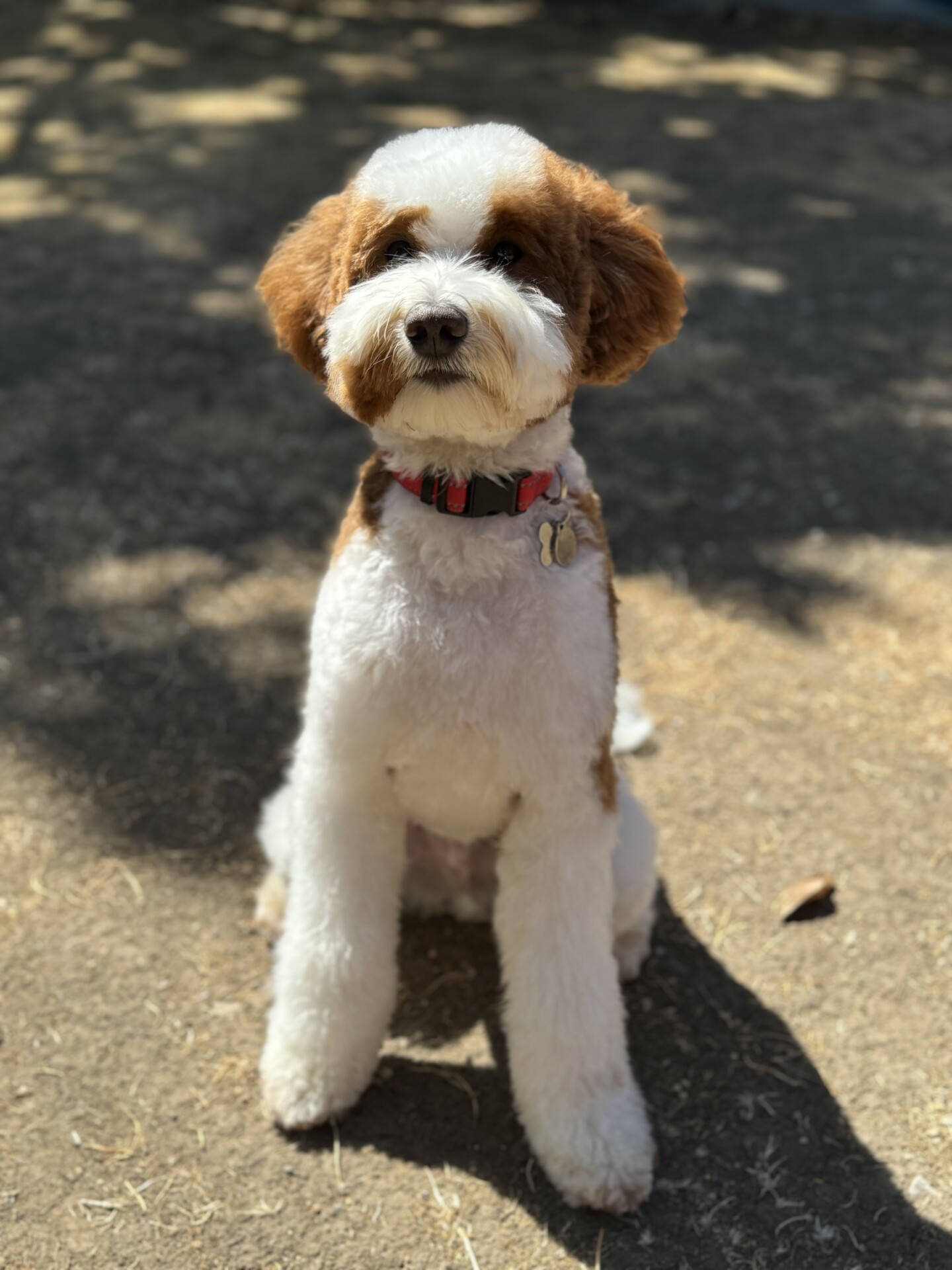 Red schnoodle puppies shops for