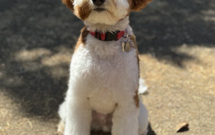 Doodle Puppy Grooming Guide